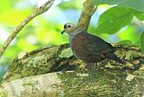 Crested Quail-Doveborder=